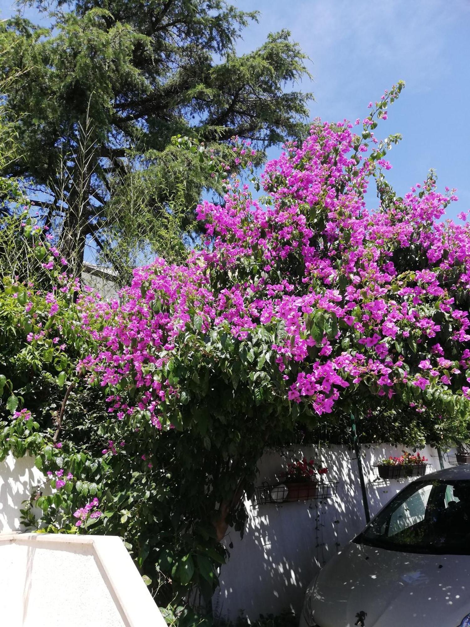 Apartments Poretti For 2,In Center Parking Free In The Yard,6 Min Beach Walk โรวีน ภายนอก รูปภาพ