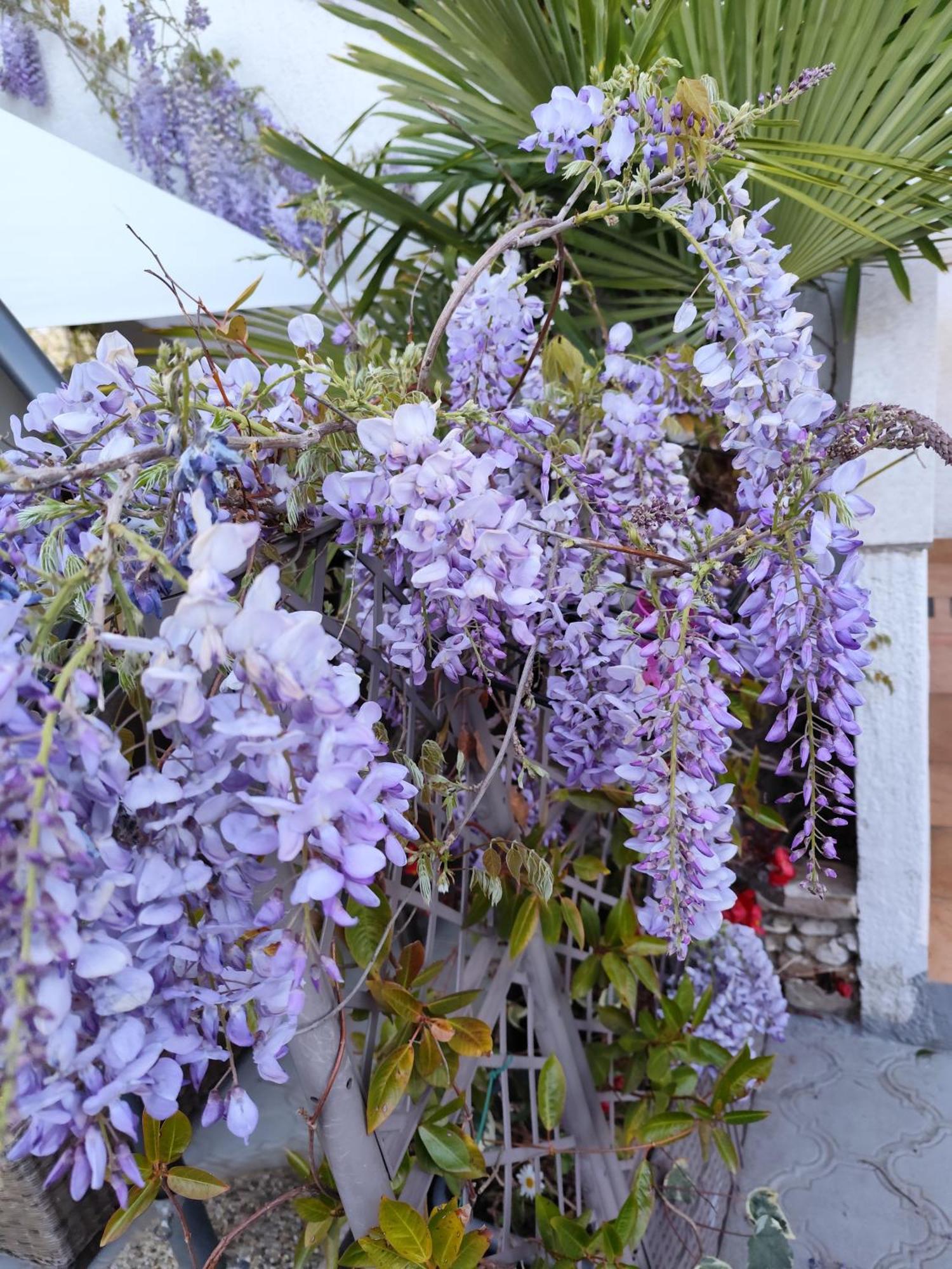 Apartments Poretti For 2,In Center Parking Free In The Yard,6 Min Beach Walk โรวีน ภายนอก รูปภาพ